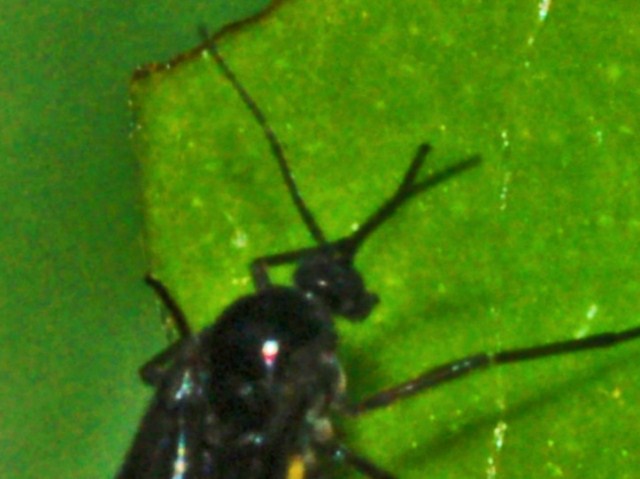 Sciara sp. (Sciaridae)